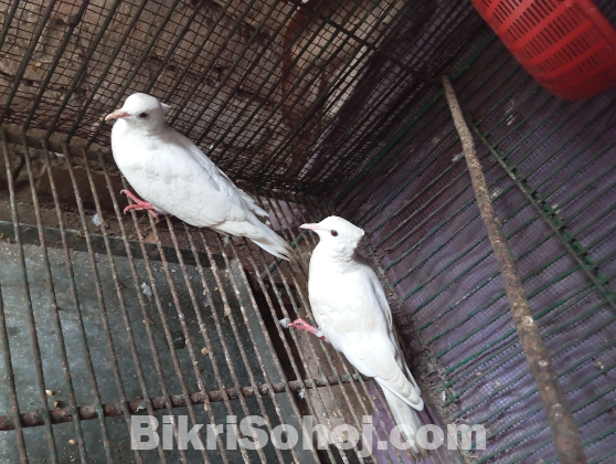 চুইটাল ঘুঘু সেল হবে